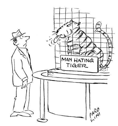 Man eating tiger sticking its tongue out at man.