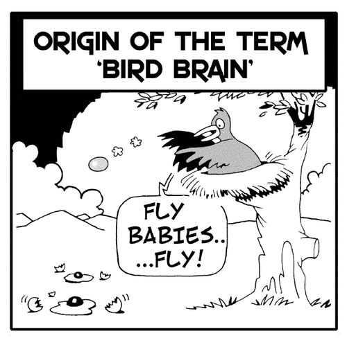 Origin of the term 'bird brain': 'Fly, babies...fly!'