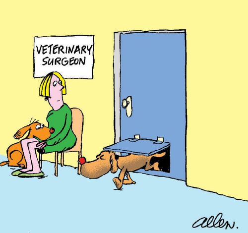 pet door at the Vets
