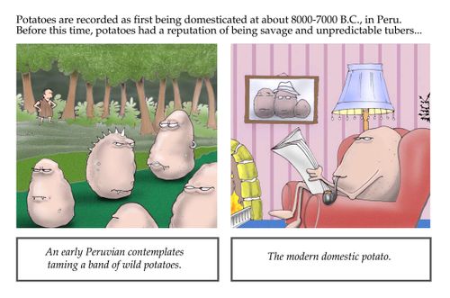 Potatoes are recorded as first being domesticated at about 8000-7000 B.C., in Peru. Before this time, potatoes had a reputation of being savage and unpredictable tubers...