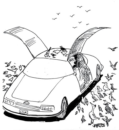 Lady feeding birds from her car.