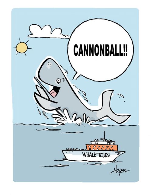 'CANNONBALL!!' - Whale tours.
