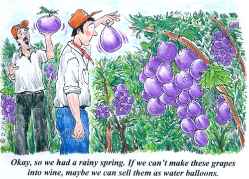 'Okay, so we had a rainy spring. If we can't make these grapes into wine, maybe we can sell them as water balloons.'