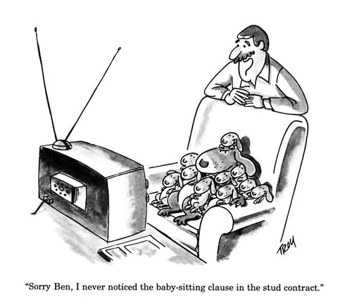 'Sorry Ben, I never noticed the baby-sitting clause in the stud contract.'