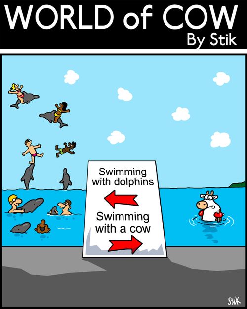 Swimming with dolphins./Swimming with a cow.