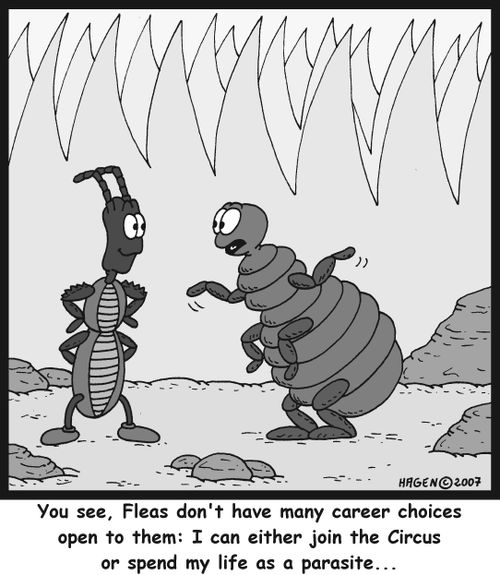 Career choices for fleas.