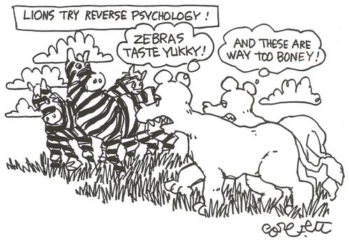 Lions try reverse psychology: 'Zebras taste yukky!  'And these are way too boney!'