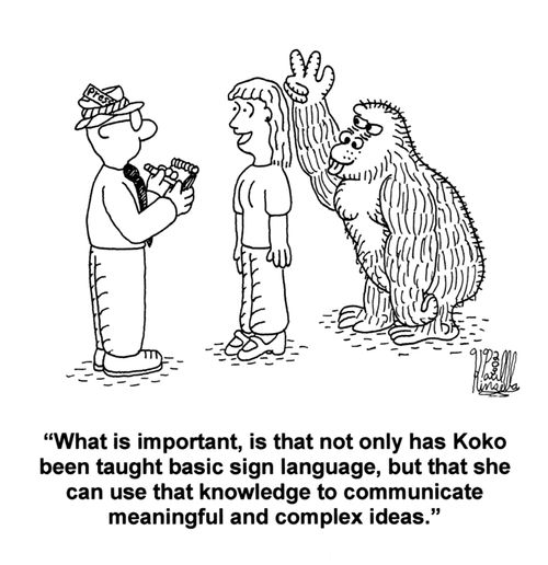 'What is important, is that not only has Koko the gorilla been taught basic sign language, but that she can use that knowledge to communicate meaningful and complex ideas.'