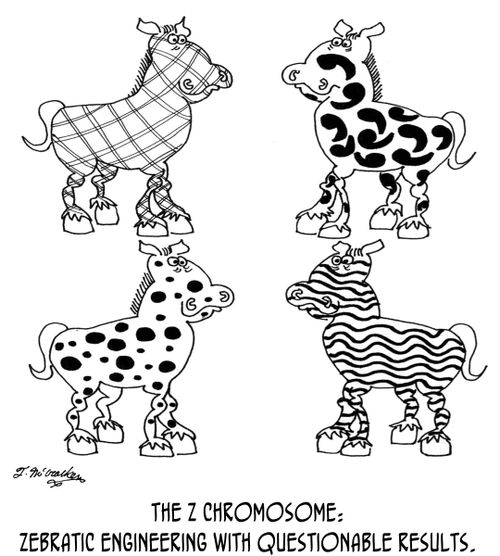 The Z Chromosome: Zebratic engineering with questionable results.