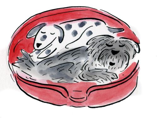 Dogs in a basket