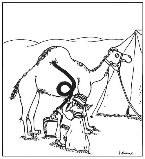 A desert bandit siphons water from a parked camel