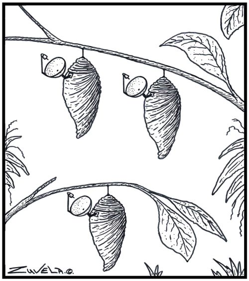 3 Pupas in their Cocoons with Satellite dishes attached to them. 
