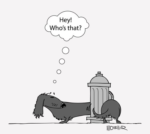Long Dachshund