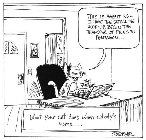'What your cat does when nobody's home...'