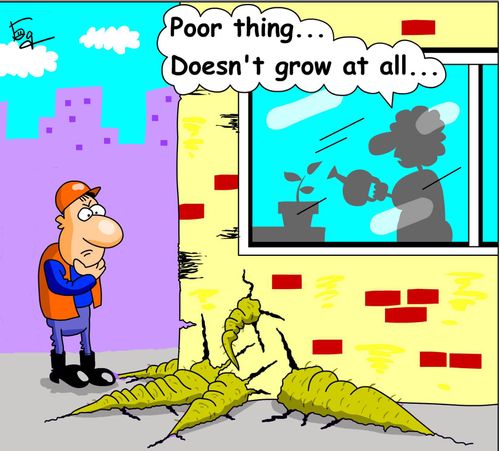 Poor thing, doesn't grow at all.