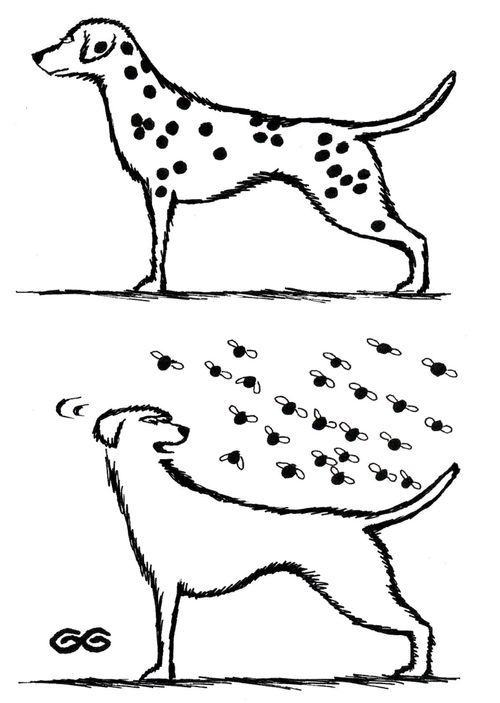 Dalmatian or fleas?