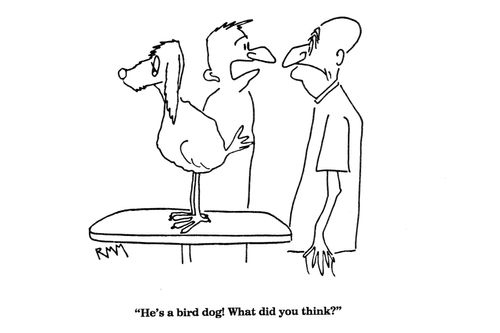 'He's a bird dog!  What did you think?'