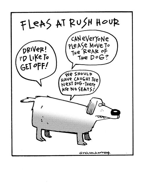 Fleas at rush hour.
