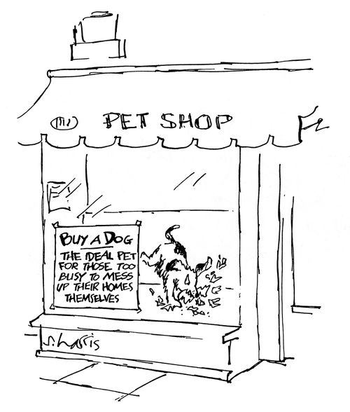 Buy a dog - the ideal pet for those too busy to mess up their homes themselves.