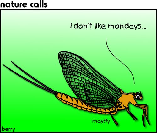 I don't like mondays