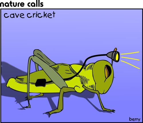 Cave Cricket