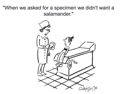 'When we asked for a specimen we didn't want a salamander.'