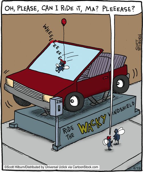 Fly rides the wacky windshield,