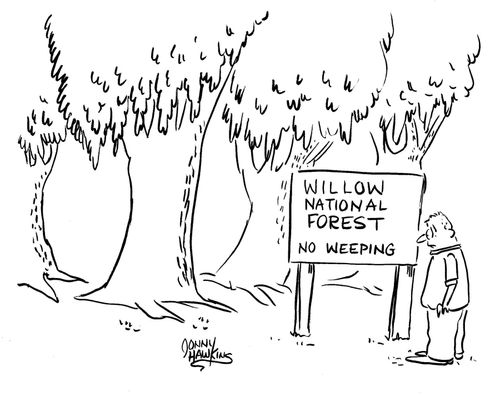 'Willow National Forest ... No Weeping'