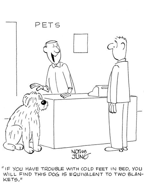 'If you have trouble with cold feet in bed, you will find this dog is equivalent to two blankets.'