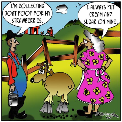 'I'm collecting goat poop for my strawberries.' 'I always put cream and sugar on mine.'
