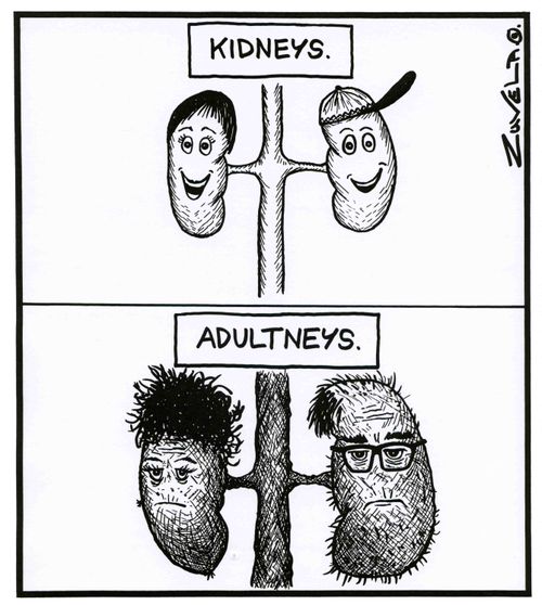 Kidneys / Adultneys