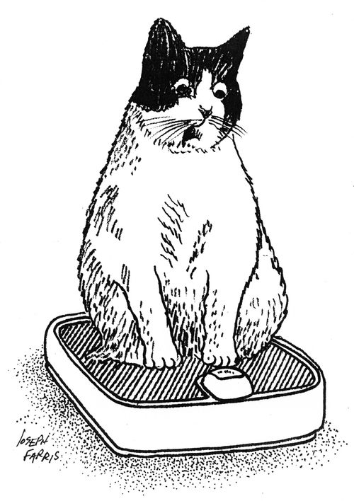 Fat Cat.