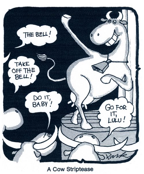 A Cow Striptease