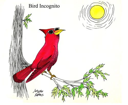 Bird Incognito.