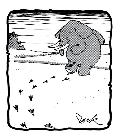 Elephant with bird footprints.