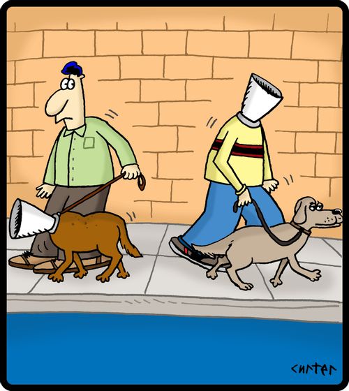 Man walking dog with a cone crosses path with a dog walking a man with a cone.