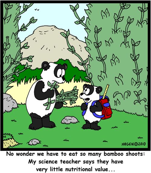 'No wonder we have to eat so many bamboo shoots: My science teacher says they have very little nutritional value...'