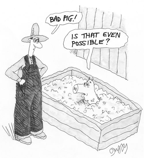 ''Bad pig!'  'Is that even possible?''