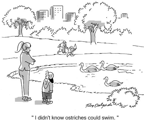 'I didn't know ostriches could swim.'