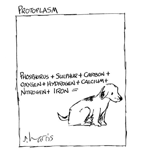 Protoplasm