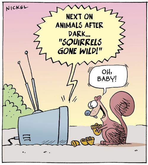 "Next on animals after dark...Squirrels Gone Wild!"