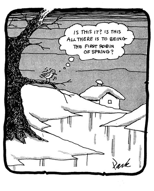 'Is this it? Is this all there is to being the first robin of spring?'