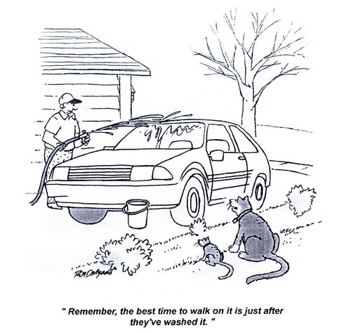 'Remember, the best time to walk on it is just after they've washed it.'