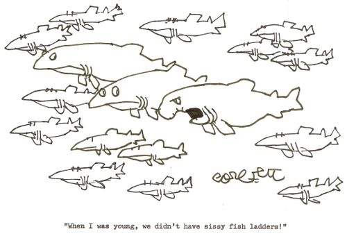 'When I was young, we didn't have sissy fish ladders!'