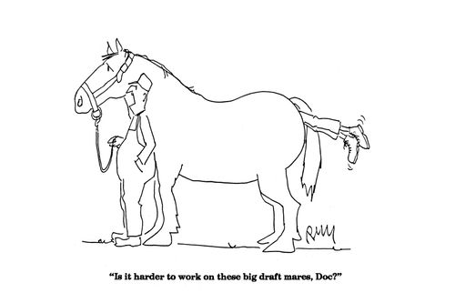 'Is it harder to work on these big draft mares, Doc?'