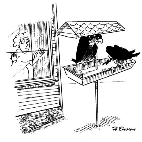 Bird feeder being used by vultures.