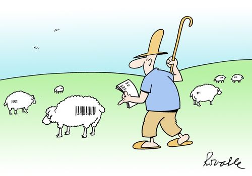 Sheep barcodes.