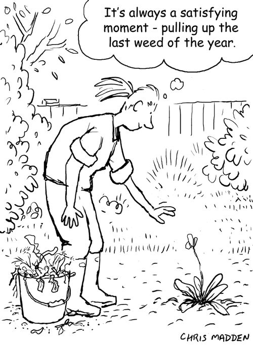 In the garden: pulling up the last weed of the year
