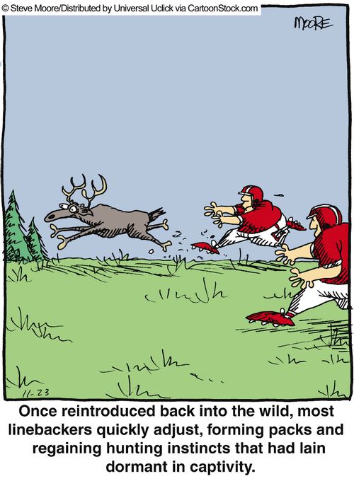 Once reintroduced back into the wild, most linebackers quickly adjust, forming packs and regaining hunting instincts that had lain dormant in captivity.