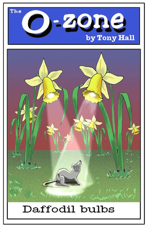 Daffodil bulbs